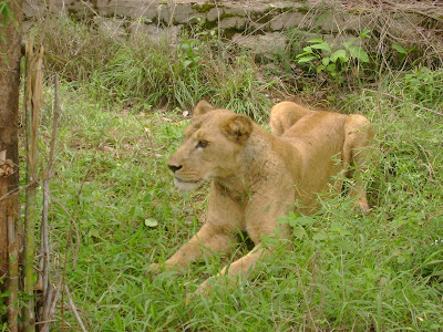 yoga lion
